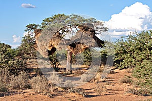 Sociable weaver nest