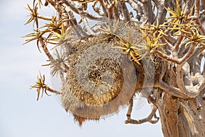 Sociable weaver nest photo