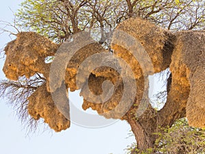 Sociable Weaver Nest in the Kalahari