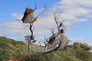 Sociable Weaver Nest in Southern Botswana photo