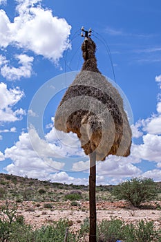 Sociable weaver nest on a telephone pole