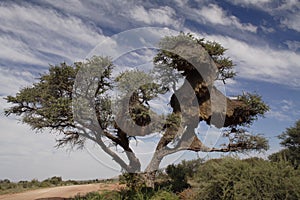 Sociable Weaver Nests