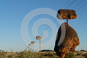 Sociable weaver nests