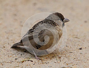 Sociable weaver Philetairus socius photo