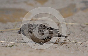 Sociable weaver Philetairus socius photo