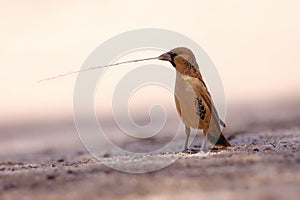 The sociable weaver Philetairus socius, also commonly known as the common social weaver, common social-weaver, and social weaver