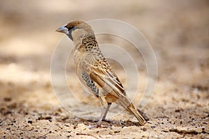 The sociable weaver Philetairus socius, also commonly known as the common social weaver, common social-weaver, and social weaver photo