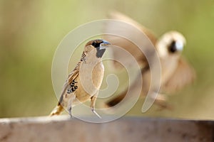 The sociable weaver Philetairus socius, also commonly known as the common social weaver, common social-weaver, and social weaver photo