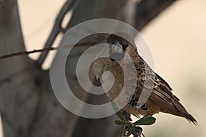 He sociable weaver Philetairus socius sitting in Kalahari desert. photo