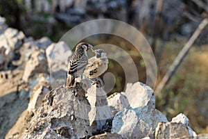 Sociable Weaver (Philetairus socius) - Namibia Africa