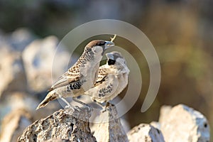 Sociable Weaver (Philetairus socius) - Namibia Africa