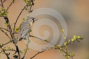 A Sociable Weaver Philetairus socius perched on a tree branch with bokeh photo