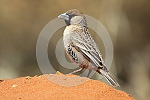 Sociable weaver in red Kalahari desert sand