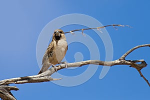 Sociable weaver sitting on a dry branch with a piece of grass