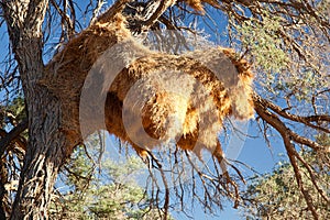 Sociable weavers big nest. Namibia. Africa.