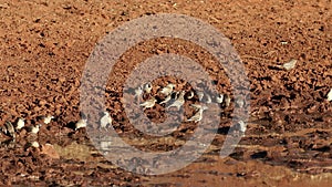 Sociable weavers drinking at a waterhole