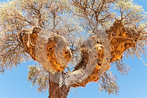 Sociable Weavers nest on acacia tree photo