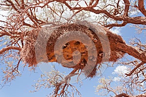 Sociable Weavers nest photo