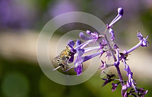 Social bee pollinator