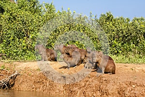 Social Capybara Group Along Riverbank Edge