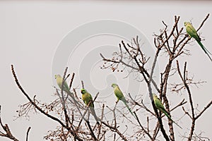 Social distancing among parrotsparrots sitting on separate branches of tree