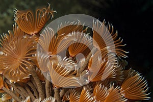 Social feather duster