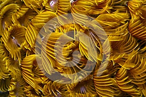 Social feather duster