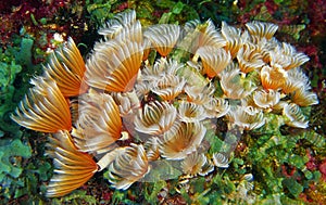 Social feather duster