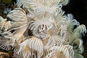 Social Feather-Duster Worms