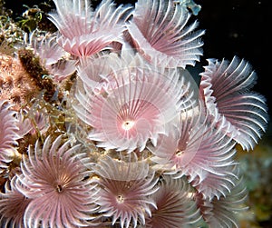 Social feather dusters