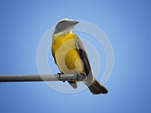 Social flycatcher