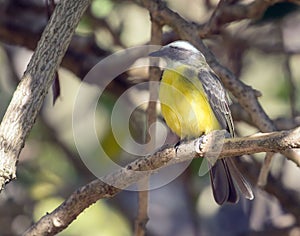 SOCIAL FLYCATCHER MYIOZETES SIMILIS Panama