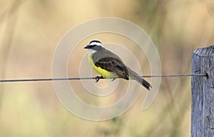 Social flycatcher, Myiozetetes similis