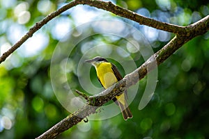 Social Flycatcher (Myiozetetes similis) Perched