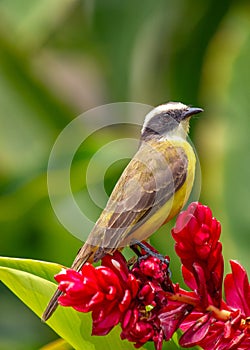 Social Flycatcher (Myiozetetes similis) Perched