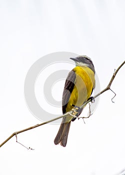 Social Flycatcher (Myiozetetes similis) Perched