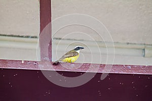 Social flycatcher Myiozetetes texensis