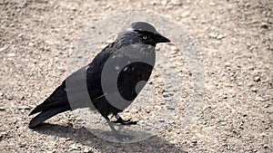 Social jackdaw with white feathers.