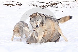 Social play of timber wolves