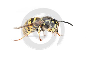 Social Wasp or Yellowjacket