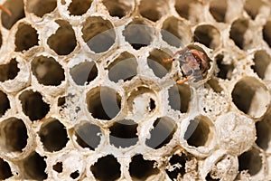 Social wasps constructing a paper nest photo