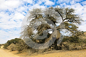 Social weaver birds nest in a tree