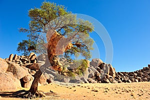 Social Weaver nest on a tree (Namibia)