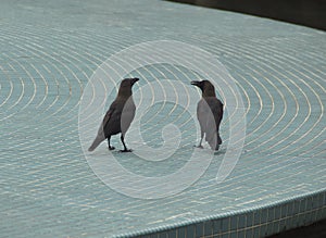 Socialising: Ravens chatting