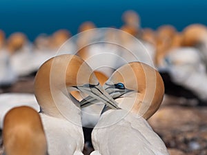 Socializing gannets