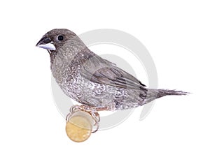 Society Finch bird on white background