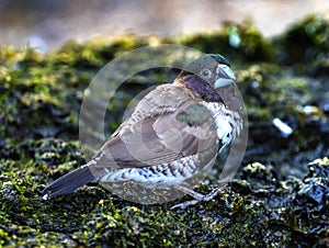 Society Finch Close Up