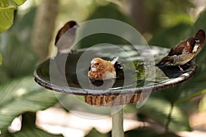 Society finch Lonchura striata domestica bird in a bird bath