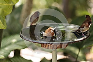 Society finch Lonchura striata domestica bird in a bird bath