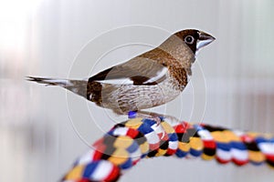 A society finch posing on a perch